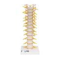 3B Scientific Thoracic Spinal Column - w/ 3B Smart Anatomy 1000145